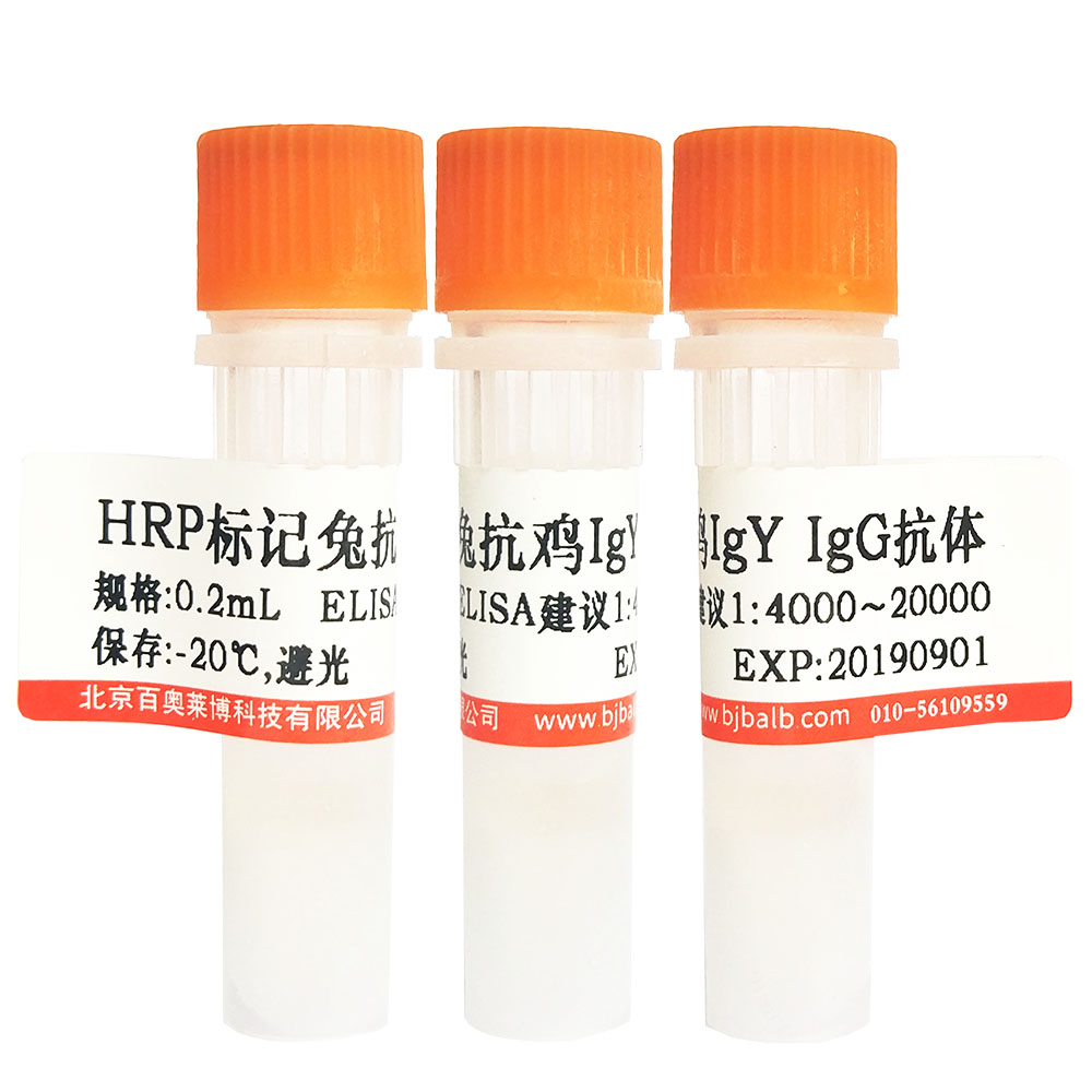 HRP标记兔抗鸡IgY/IgG(H+L)抗体图片
