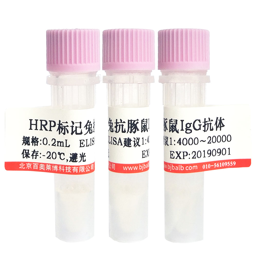 HRP标记兔抗豚鼠IgG(H+L)抗体图片