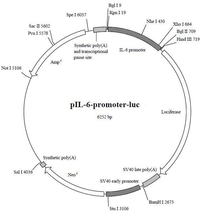 pIL-6-promoter-luc质粒图谱