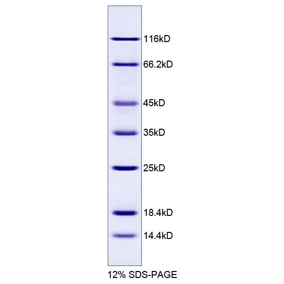 蛋白Marker(14.4～116kD)