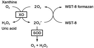 Mn-SOD和Cu/Zn-SOD活性检测试剂盒(WST-8法)