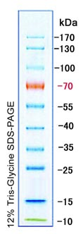 双色预染宽分子量蛋白质Marker