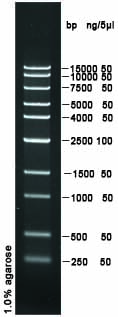 15000 plus DNA Ladder