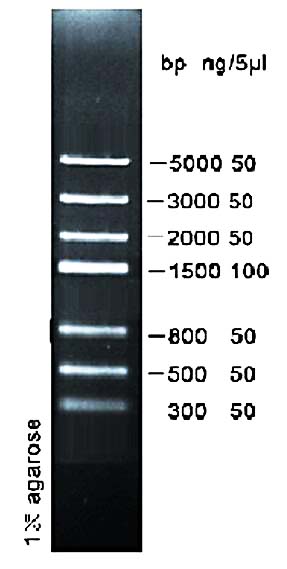 DNA marker(300-5000bp)