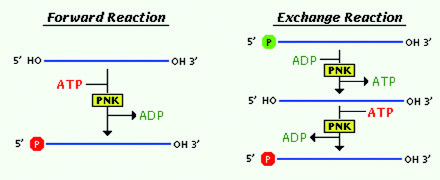 T4聚核苷酸激酶催化ATP的γ-位磷酸基团转移到寡核苷酸链(双链或单链DNA或RNA)的5′-羟基末端以及3′-单磷酸核苷上