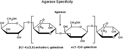 β-琼脂糖酶反应原理图