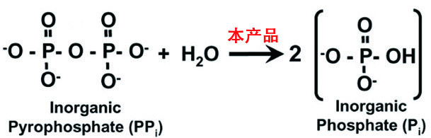 无机焦磷酸酶催化无机焦磷酸盐水解生成正磷酸盐反应示意图