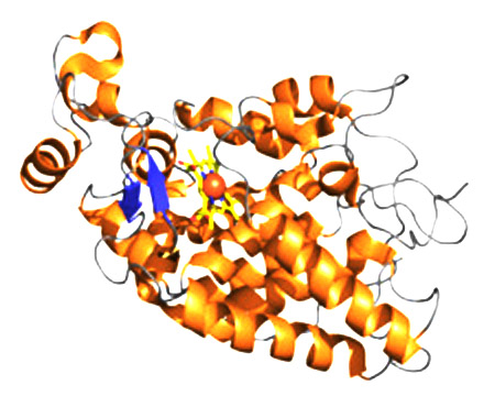HRP分子结构图