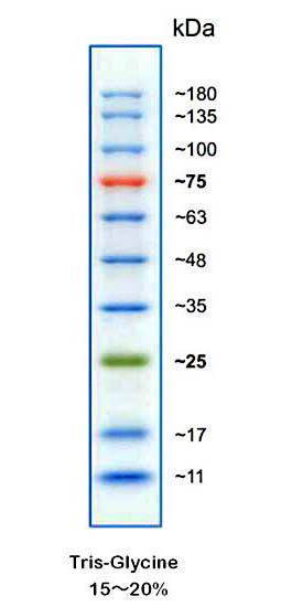 预染蛋白Marker(11～180kD)经15%浓度的SDS-PAGE凝胶电泳后示意图