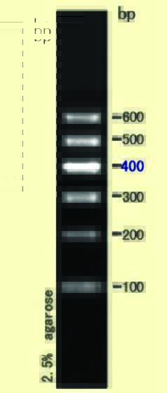 DNA ladder(100-600bp)