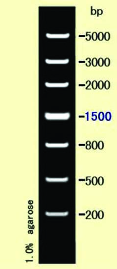 Dna Marker200 5000bp