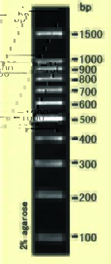 DNA ladder(100-1500bp)
