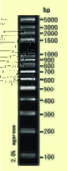 DNA ladder(100-5000bp)