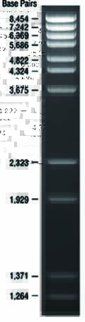 DNA marker(λDNA/BstE II)