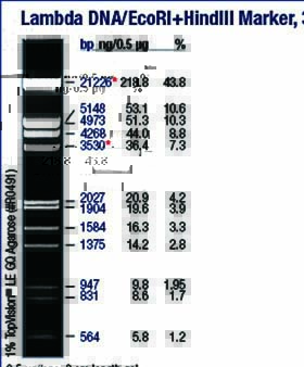 DNA marker(λ/EcoRI+HindIII)