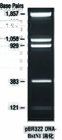 DNA marker(pBR322/BstN I)