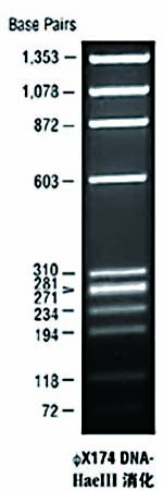 DNA marker(φX174 DNA/HaeIII)