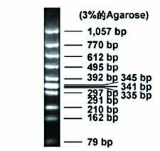 DNA marker(X174 DNA/Hinc II)