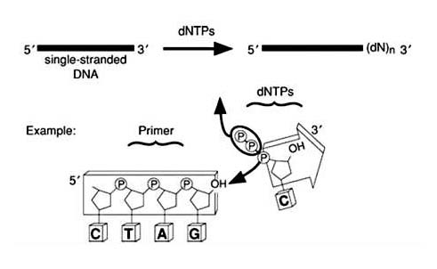 TdT加尾法DNA地高辛标记试剂盒原理示意图