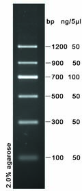 DNA Marker II