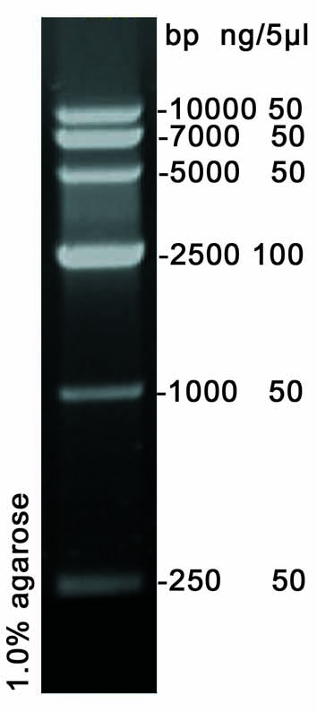 DNA Marker VI