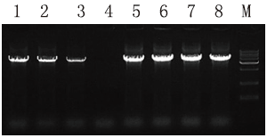 dUTPase