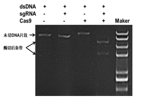 CRISPR/Cas9蛋白应用实例
