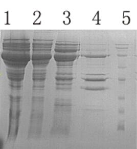 BL21(DE3)感受态细胞(pG-TF2分子伴侣)