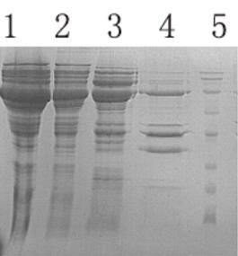 BL21(DE3)感受态细胞(pGro7分子伴侣)