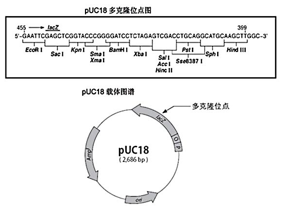 puc18载体适用于双脱氧法对dna 片段进行测序,它克隆