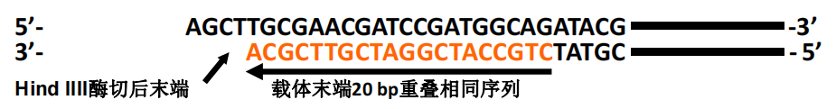 一步法无缝克隆试剂盒