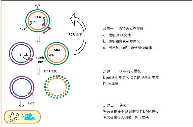 一管式定点突变试剂盒