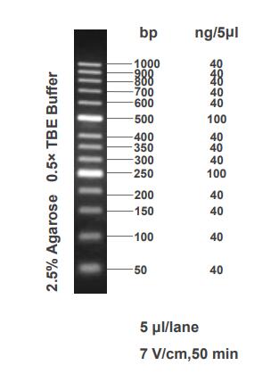 50bp DNA Ladder(50～1000bp)