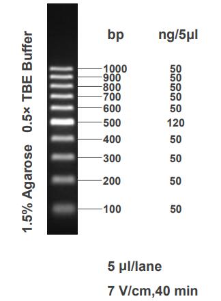 DNA Ladder(100bp～1kb)