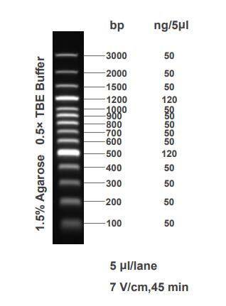 100bp Plus DNA Ladder(100bp～3kb)