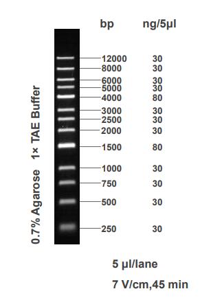 1kb DNA Ladder(250bp～12kb)