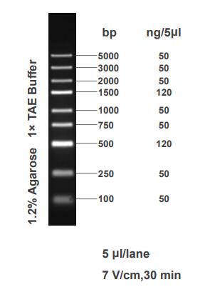 DNA Ladder(100bp～5kb)