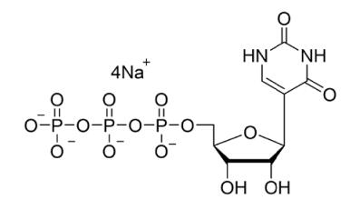 假尿苷三磷酸溶液(100mM)