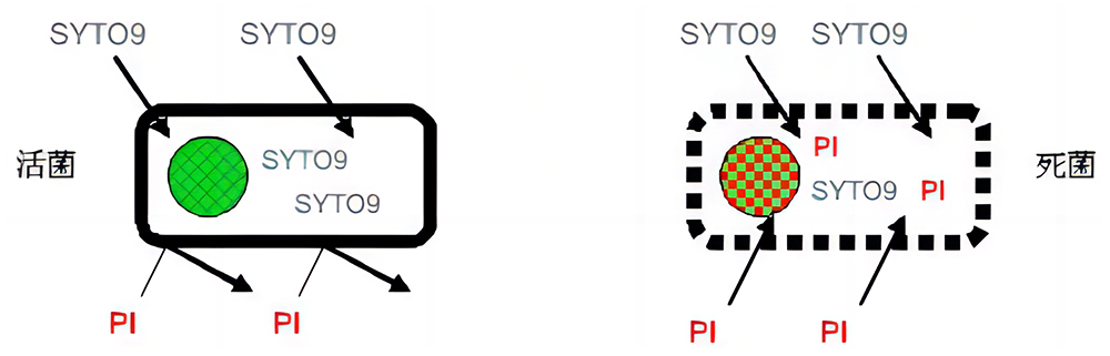 死细菌活细菌染色试剂盒(SYTO9/PI双染法)