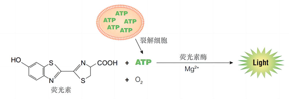 细胞活力快速检测试剂盒(ATP发光法)