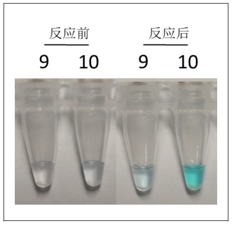 牛诺如病毒RT-LAMP检测试剂盒