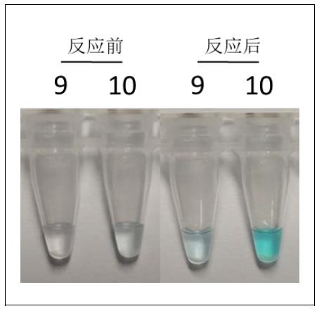 肠道沙门氏菌LAMP检测试剂盒