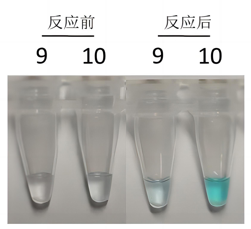 毛癣菌属LAMP检测试剂盒(双染料法)