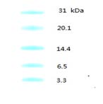 预染蛋白Marker(3.31-31.0kDa)