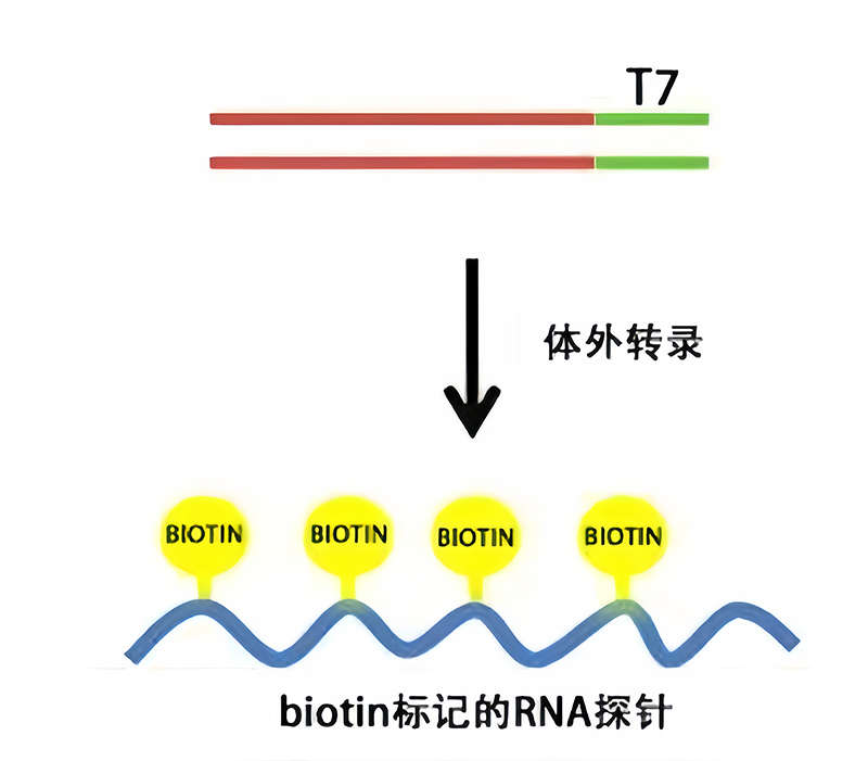 T7 RNA转录生物素标记试剂盒