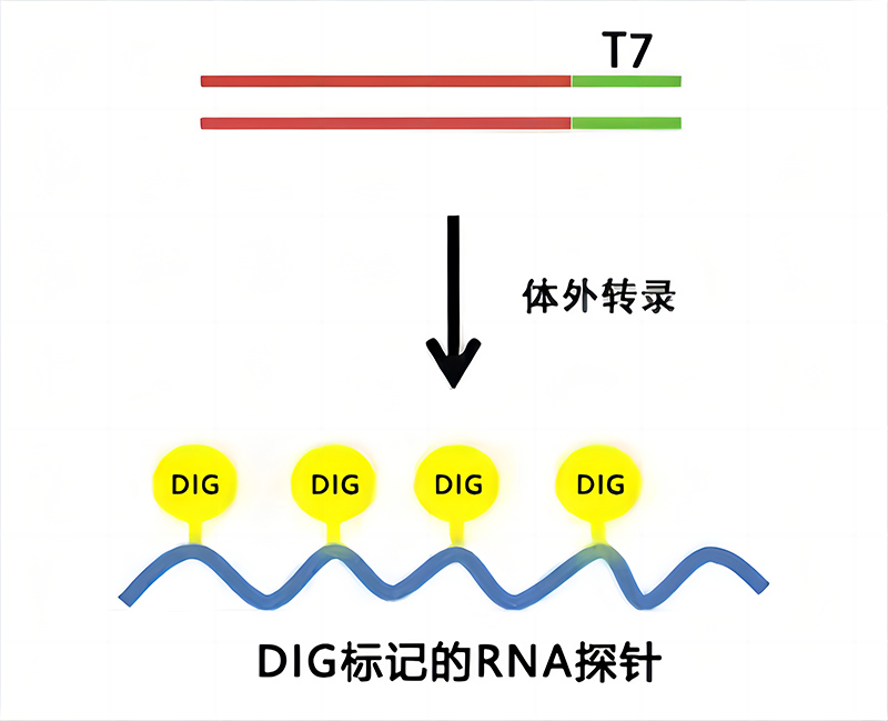 T7 RNA转录地高辛标记试剂盒