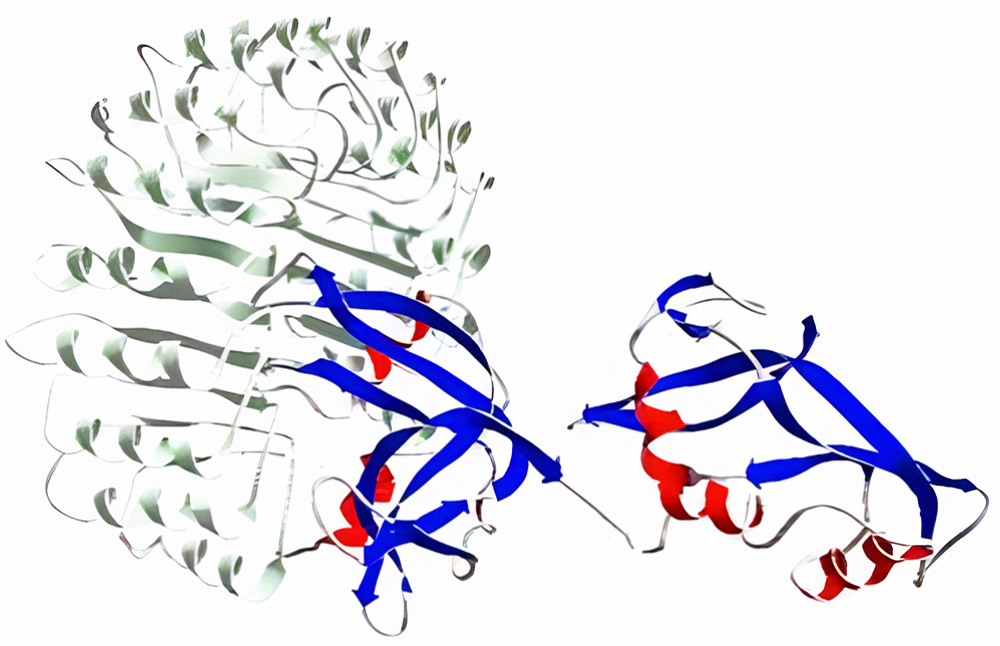 RNase inhibitor-RNase A复合物的三维结构图