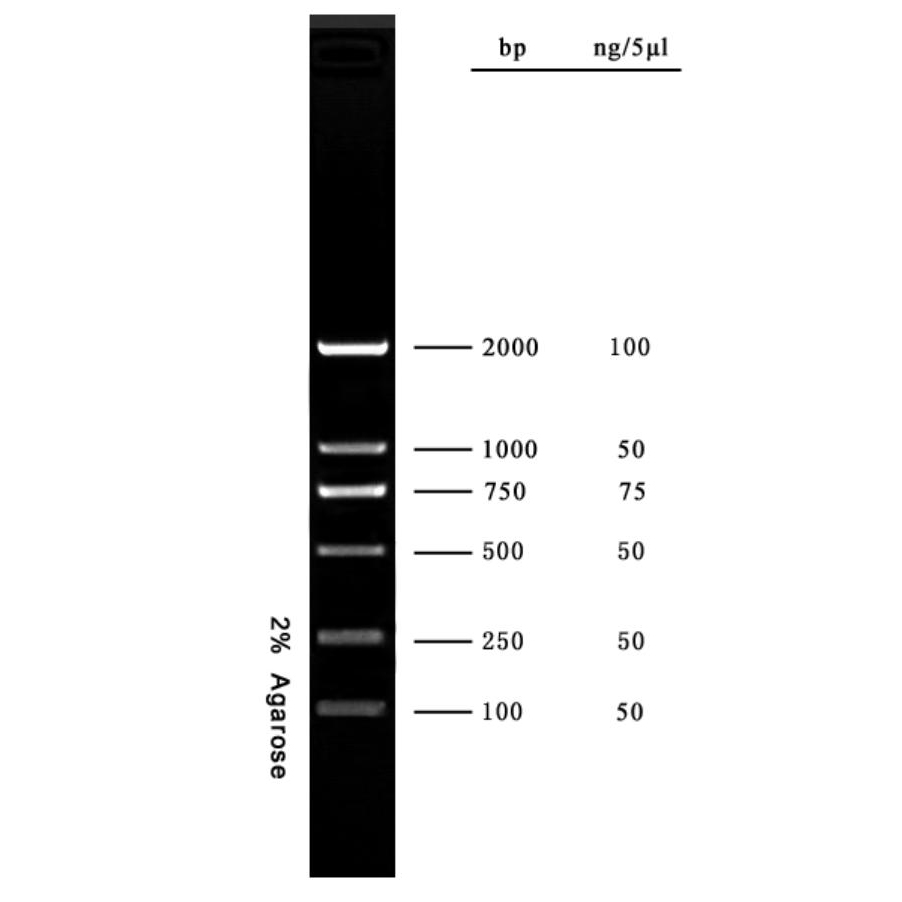 DNA marker(100～2000bp)