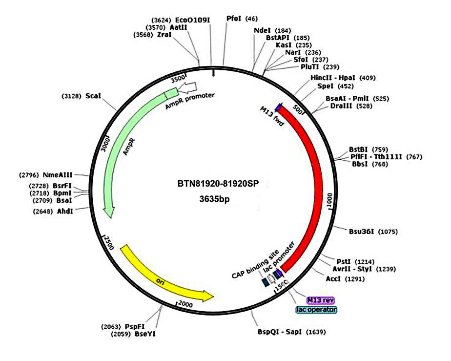 SARS-CoV-2 S基因质粒质粒图谱