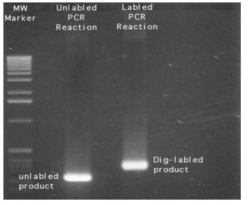 PCR法DNA探针生物素标记试剂盒